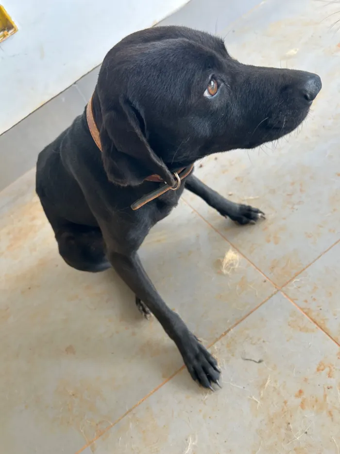 Cachorro raça SRD-ViraLata idade 2 anos nome Veneza