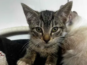 Gato raça SRD-ViraLata idade 2 a 6 meses nome Sem nome