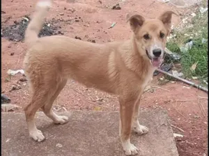 Cachorro raça Akita com Golden  idade 1 ano nome Hanna 