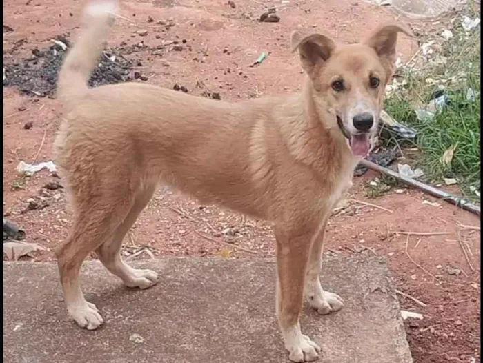 Cachorro raça Akita com Golden  idade 1 ano nome Hanna 