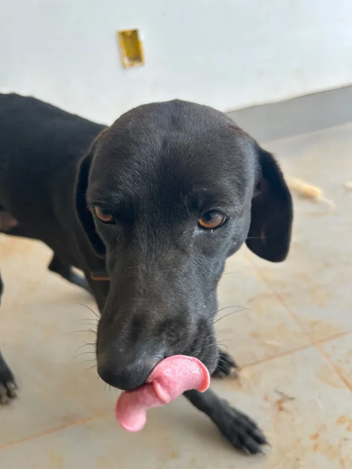 Cachorro raça SRD-ViraLata idade 2 anos nome Veneza