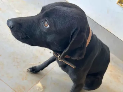Cachorro raça SRD-ViraLata idade 2 anos nome Veneza