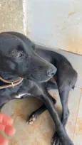 Cachorro raça SRD-ViraLata idade 2 anos nome Veneza