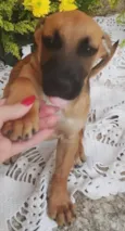 Cachorro raça SRD-ViraLata idade 2 a 6 meses nome sem nome