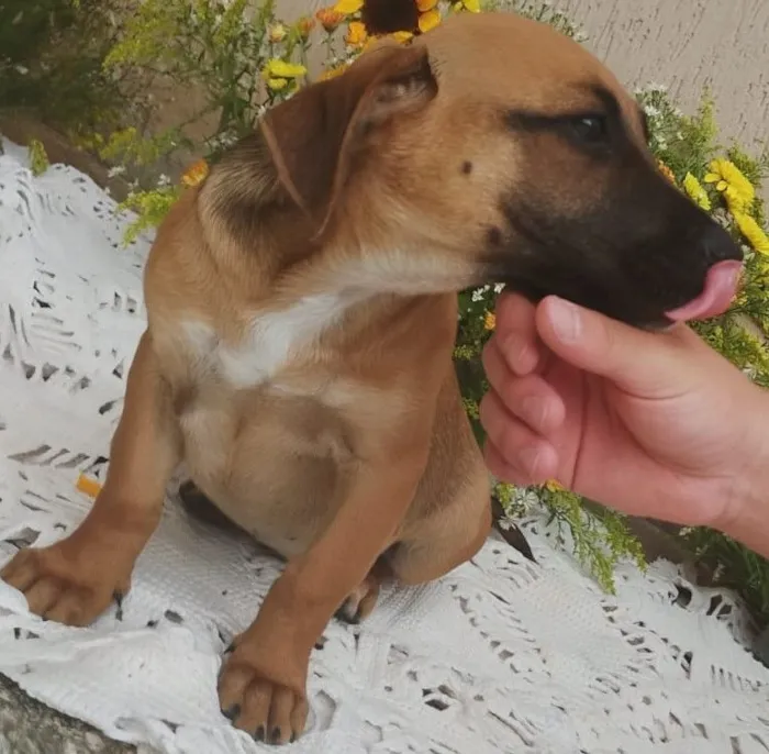 Cachorro raça SRD-ViraLata idade 2 a 6 meses nome sem nome