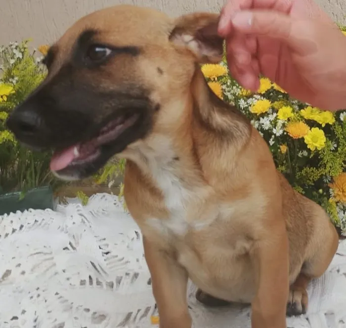 Cachorro raça SRD-ViraLata idade 2 a 6 meses nome sem nome