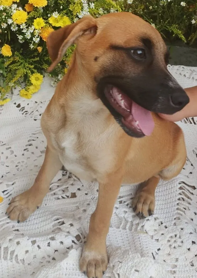 Cachorro raça SRD-ViraLata idade 2 a 6 meses nome sem nome