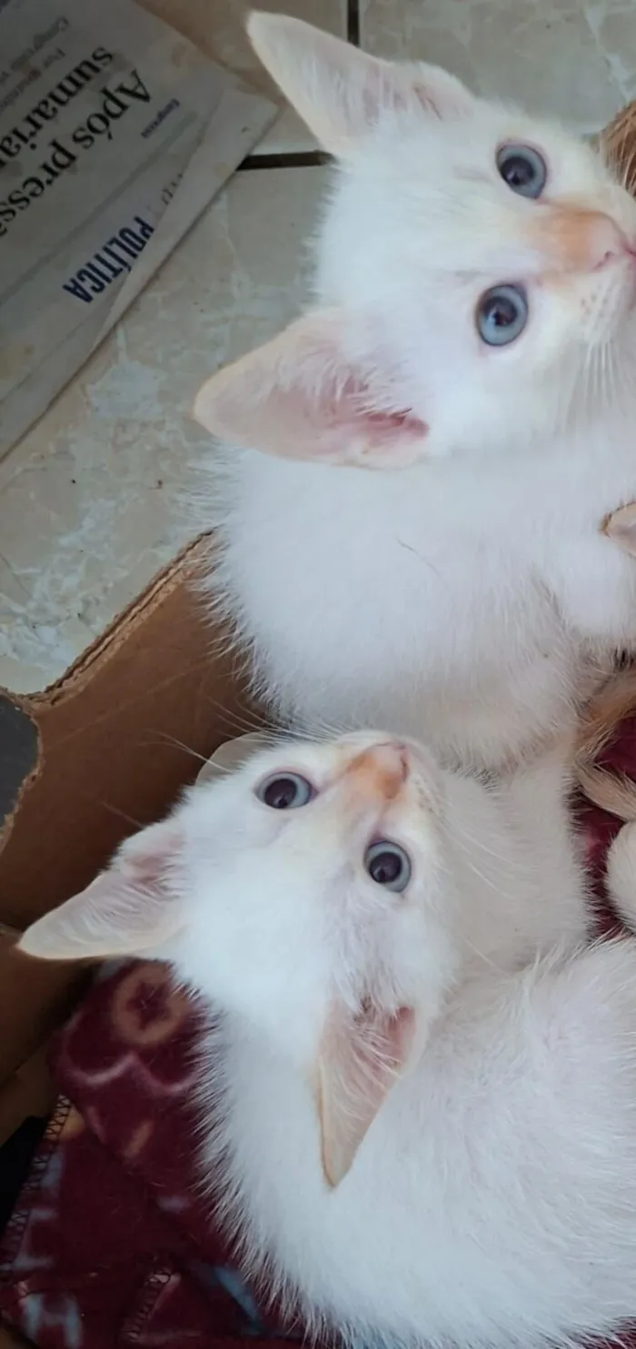 Gato raça SRD-ViraLata idade 2 a 6 meses nome 2 gatinhos machos 60 dias pra adoção conjunta 