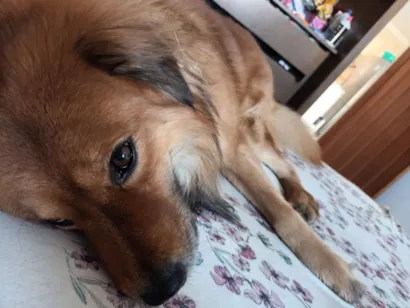 Cachorro raça Chow Chow idade 6 ou mais anos nome Paçoca