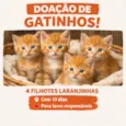 Doa se 4 gatinhos filhotes 