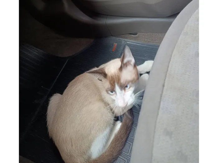 Doação de um gatinho