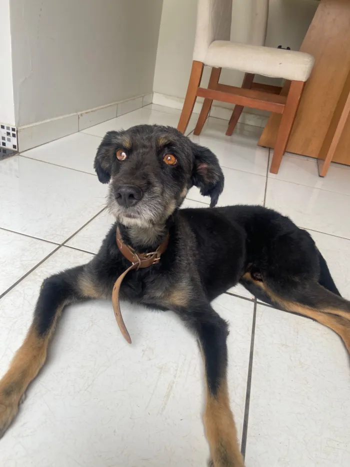 Cachorro raça SRD-ViraLata idade 6 ou mais anos nome Hulk 