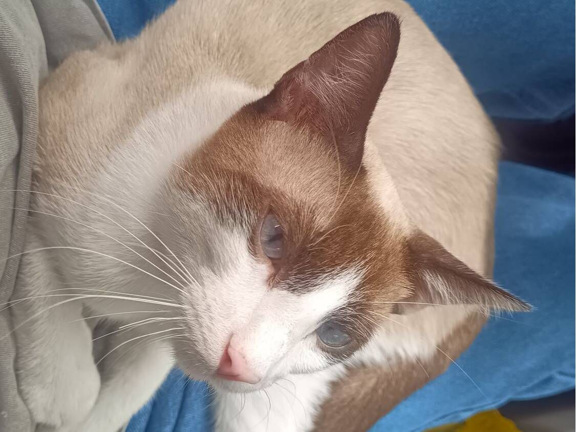 Gato raça Siamês idade 7 a 11 meses nome Doação de um gatinho