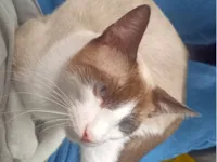 Gato raça Siamês idade 7 a 11 meses nome Doação de um gatinho