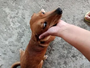 Cachorro raça SRD-ViraLata idade 3 anos nome Lilica 