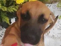 Cachorro raça SRD-ViraLata idade 2 a 6 meses nome sem nome