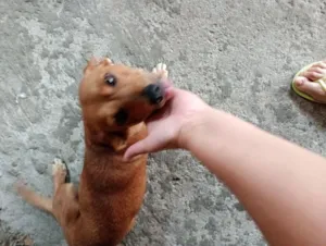 Cachorro raça SRD-ViraLata idade 3 anos nome Magali