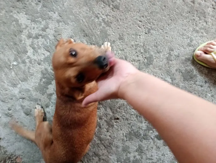 Cachorro raça SRD-ViraLata idade 3 anos nome Magali