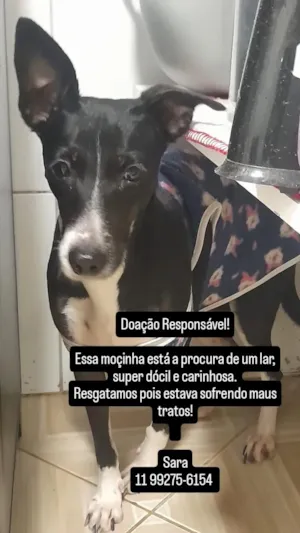 Cachorro raça SRD-ViraLata idade 2 anos nome Beth