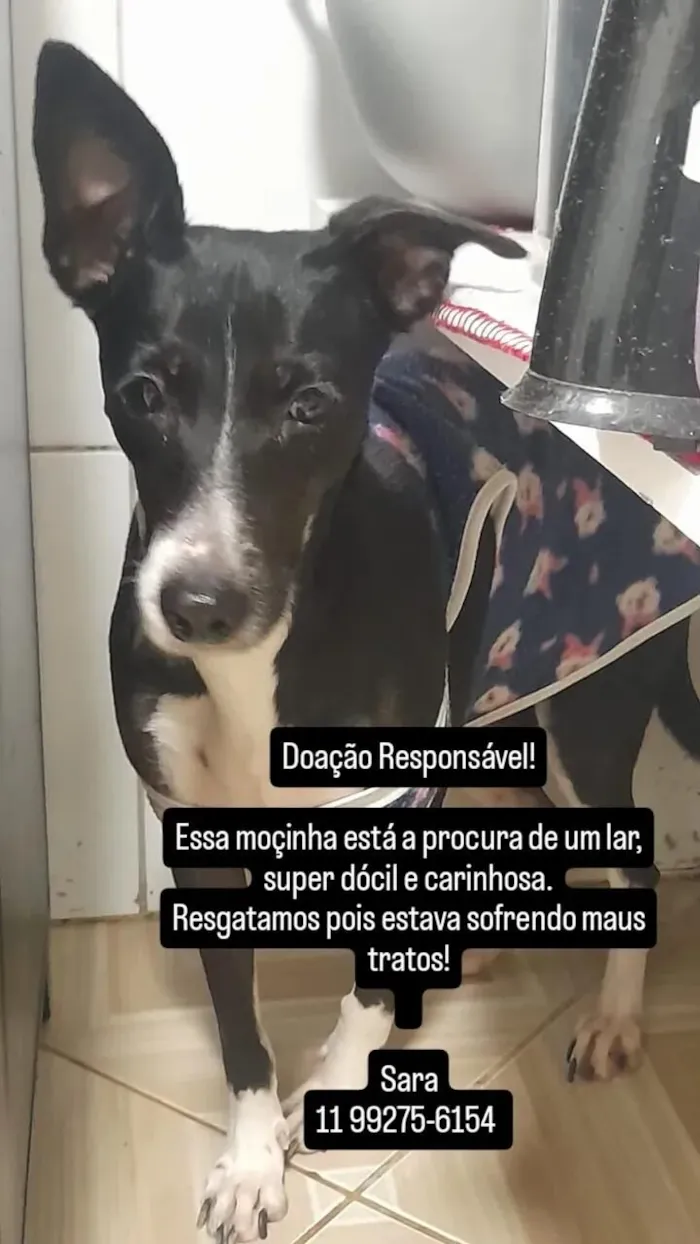 Cachorro raça SRD-ViraLata idade 2 anos nome Beth