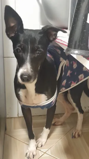 Cachorro raça SRD-ViraLata idade 2 anos nome Beth 