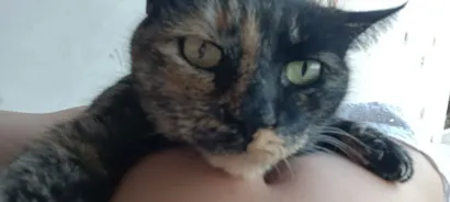 Gato raça SRD-ViraLata idade 3 anos nome Nix