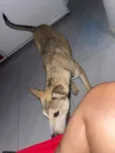 Cachorro raça Husky Siberiano idade 2 a 6 meses nome Atlas