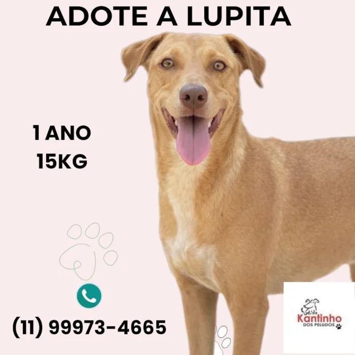 Cachorro raça SRD-ViraLata idade 1 ano nome Lupita