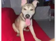 Cachorro raça Husky Siberiano idade 2 a 6 meses nome Atlas