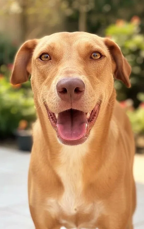 Cachorro raça SRD-ViraLata idade 1 ano nome Lupita