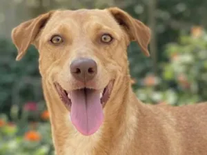 Cachorro raça SRD-ViraLata idade 1 ano nome Lupita