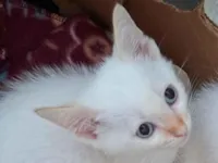 Gato raça SRD-ViraLata idade 2 a 6 meses nome 2 gatinhos machos 60 dias pra adoção conjunta 