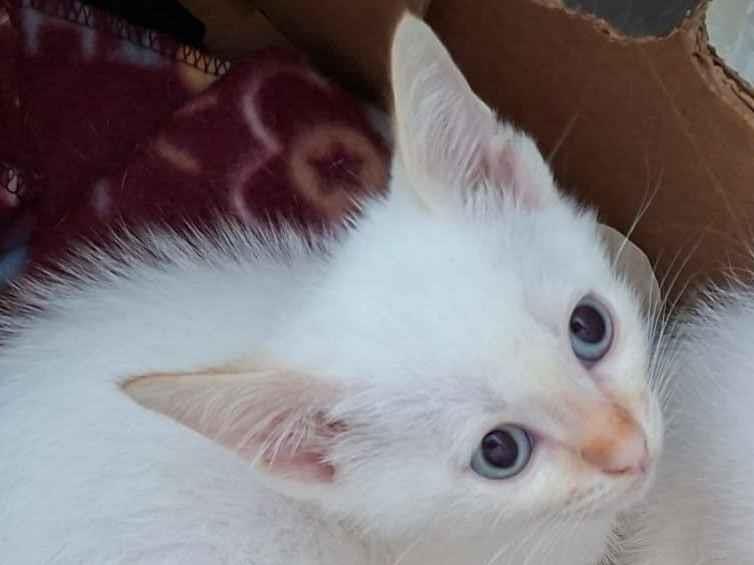 Gato raça SRD-ViraLata idade 2 a 6 meses nome 2 gatinhos machos 60 dias pra adoção conjunta 