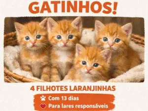 Gato raça SRD-ViraLata idade Abaixo de 2 meses nome Doa se 4 gatinhos filhotes 