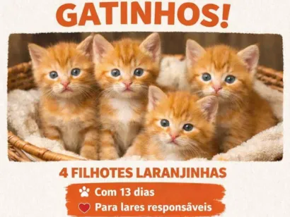 Gato raça SRD-ViraLata idade Abaixo de 2 meses nome Doa se 4 gatinhos filhotes 