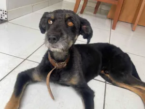 Cachorro raça SRD-ViraLata idade 6 ou mais anos nome Hulk 