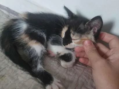 Gato raça SRD-ViraLata idade Abaixo de 2 meses nome DANIELLY DE SOUZA CARDOSO