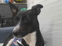 Cachorro raça SRD-ViraLata idade 2 anos nome Beth