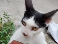 Gato raça SRD-ViraLata idade 1 ano nome Felicia 