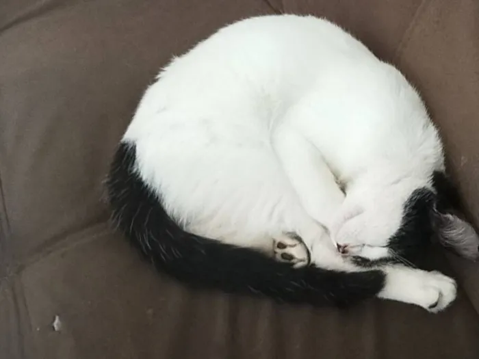 Gato raça SRD-ViraLata idade 2 a 6 meses nome Felicia 