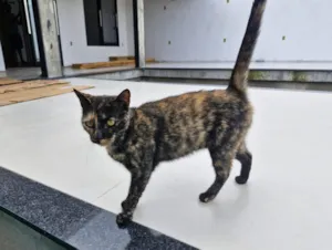 Gato raça SRD-ViraLata idade 3 anos nome Nix