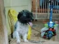 Cachorro raça SRD-ViraLata idade 2 a 6 meses nome Bob
