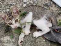 Gato raça SRD-ViraLata idade 2 a 6 meses nome Sem nome 