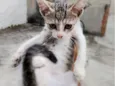 Gato raça SRD-ViraLata idade 2 a 6 meses nome Sem nome 