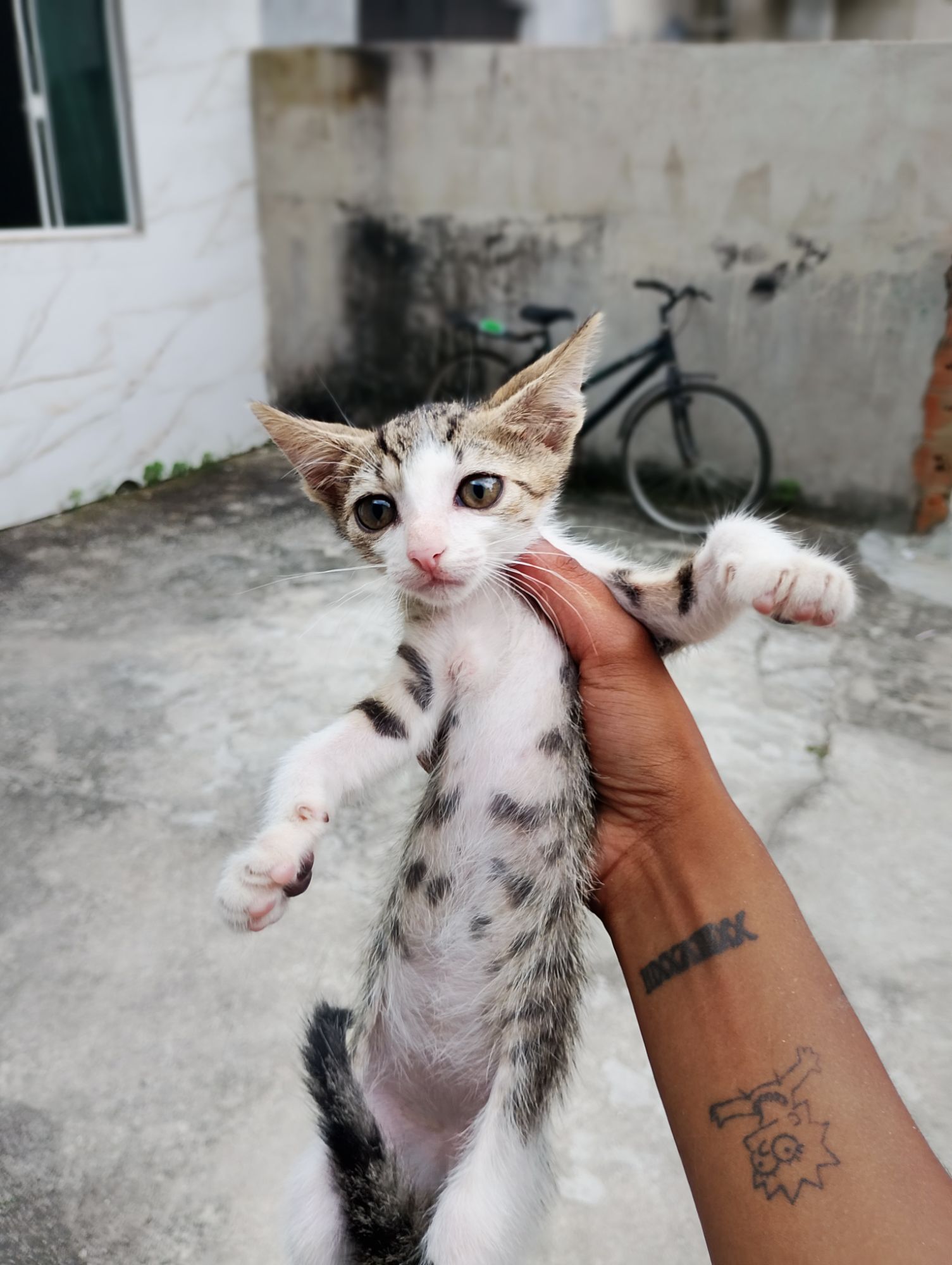 Gato raça SRD-ViraLata idade 2 a 6 meses nome Sem nome 