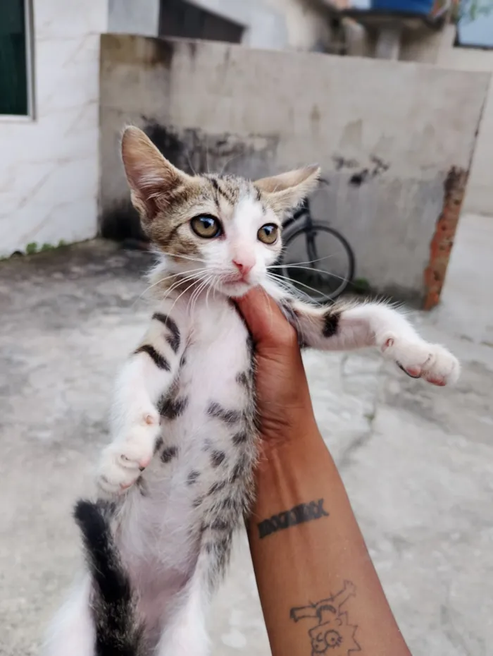 Gato raça SRD-ViraLata idade 2 a 6 meses nome Sem nome 