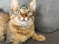 Gato raça SRD-ViraLata idade 2 a 6 meses nome Lorenzo