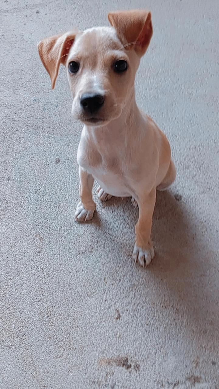 Cachorro raça SRD-ViraLata idade 1 ano nome Igris