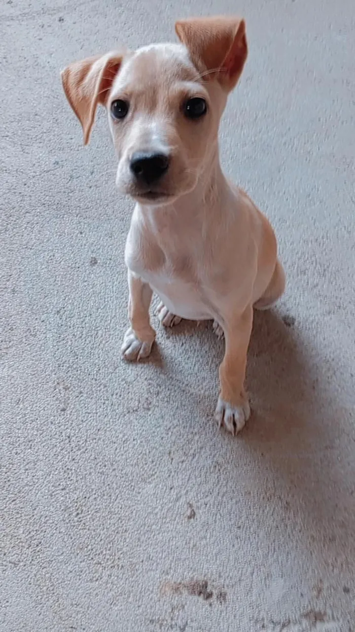 Cachorro raça SRD-ViraLata idade 1 ano nome Igris