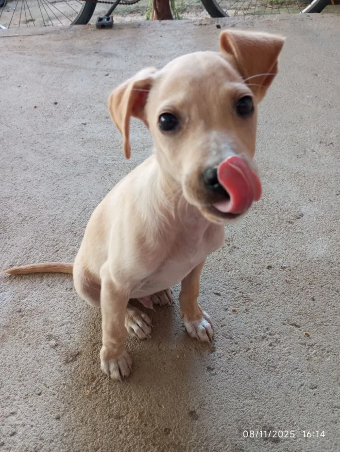 Cachorro raça SRD-ViraLata idade 1 ano nome Igris